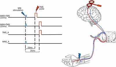 Beta Rebound as an Index of Temporal Integration of Somatosensory and Motor Signals